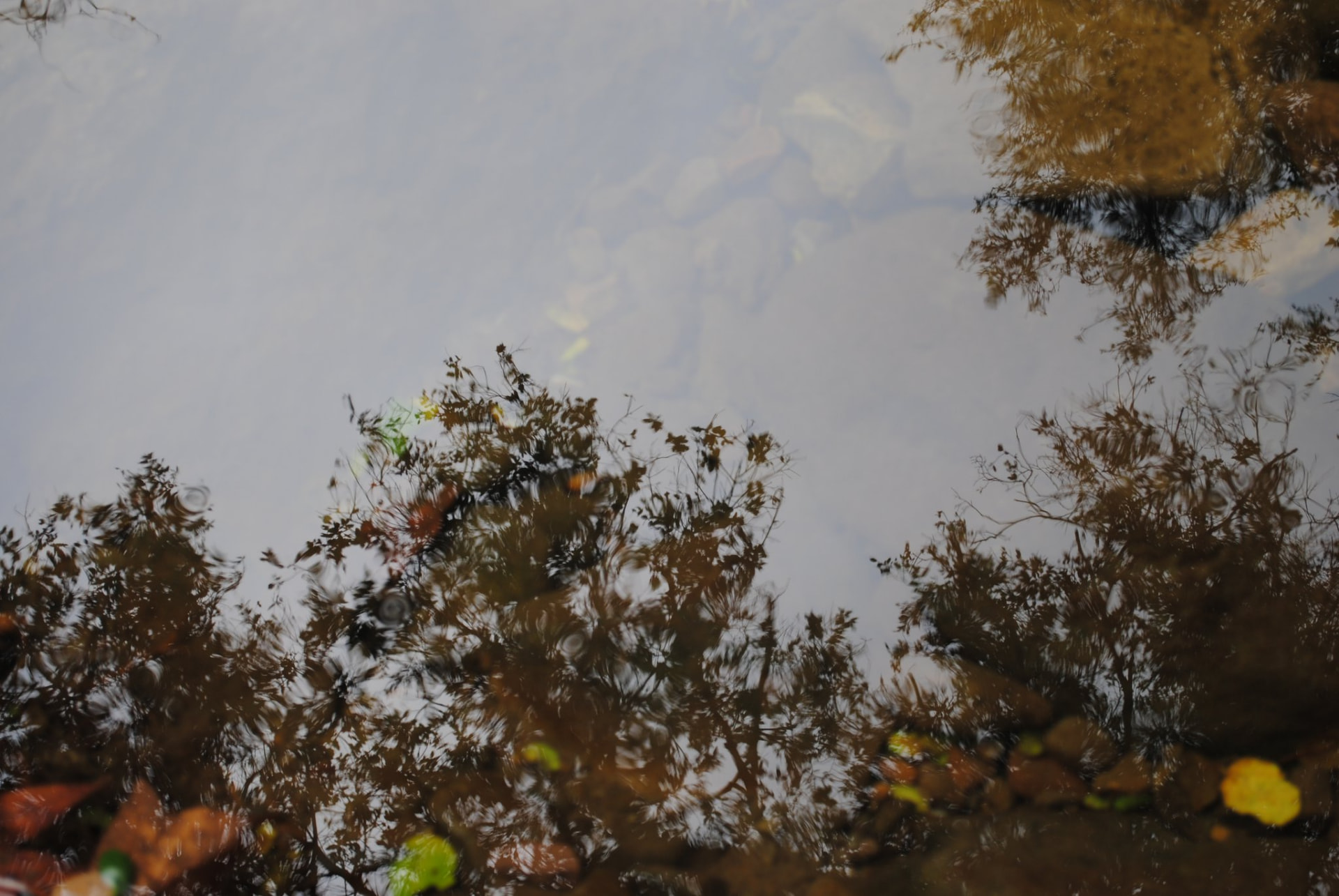 Reflections of trees and autumn leaves in rippling water