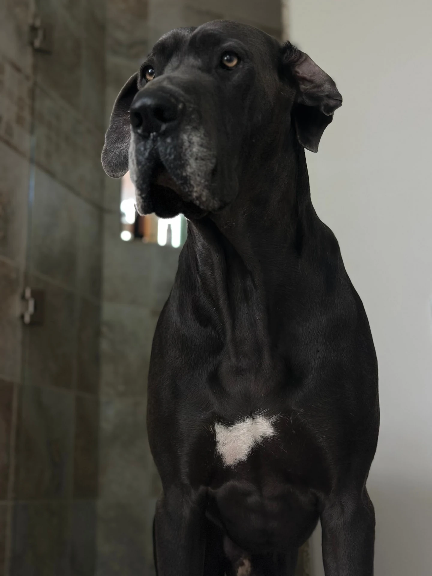 A black Great Dane with a white chest looking to the side