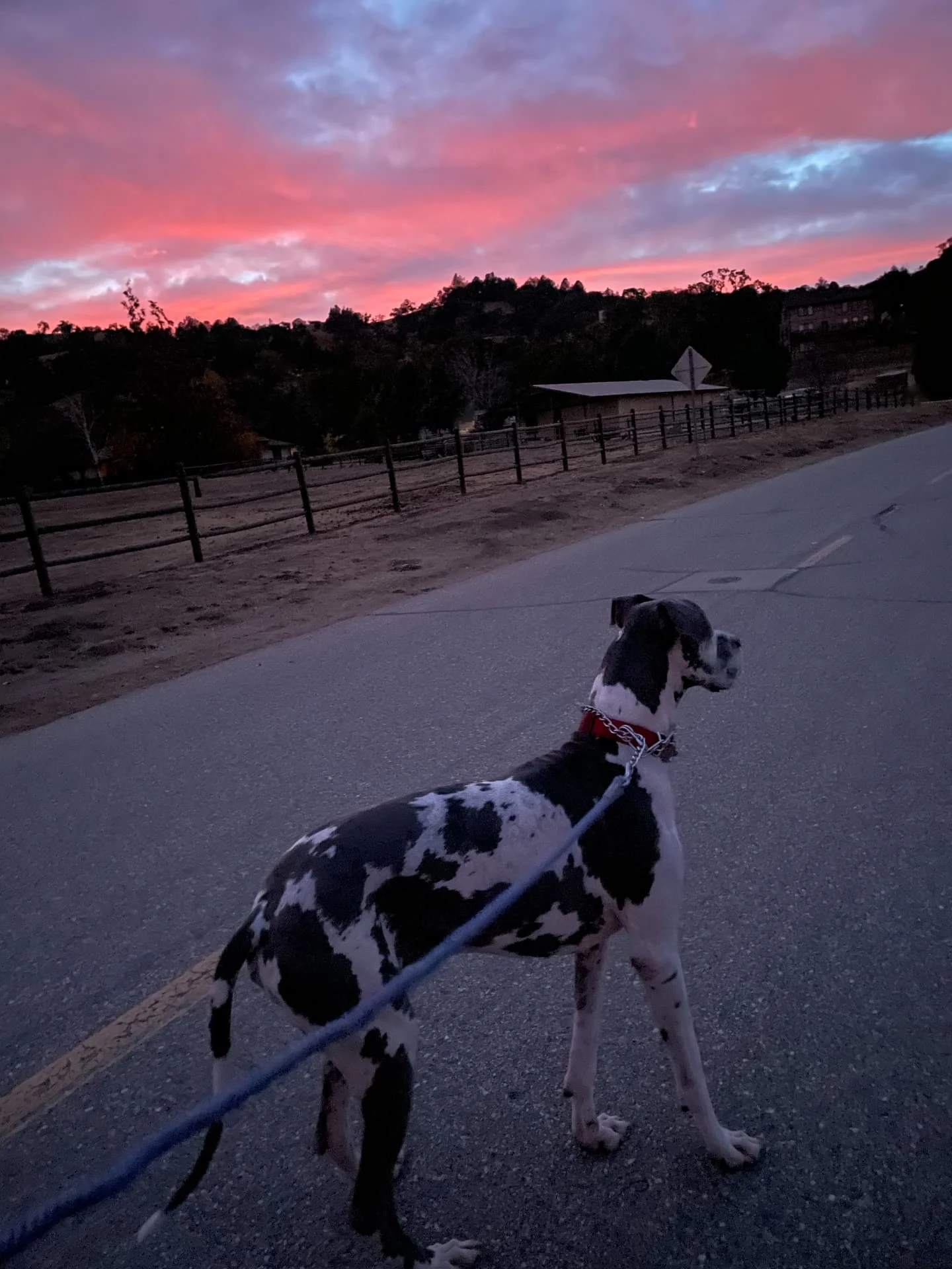 A spotted Great Dane on a leash beneath a pink and purple sunset in Tehachapi