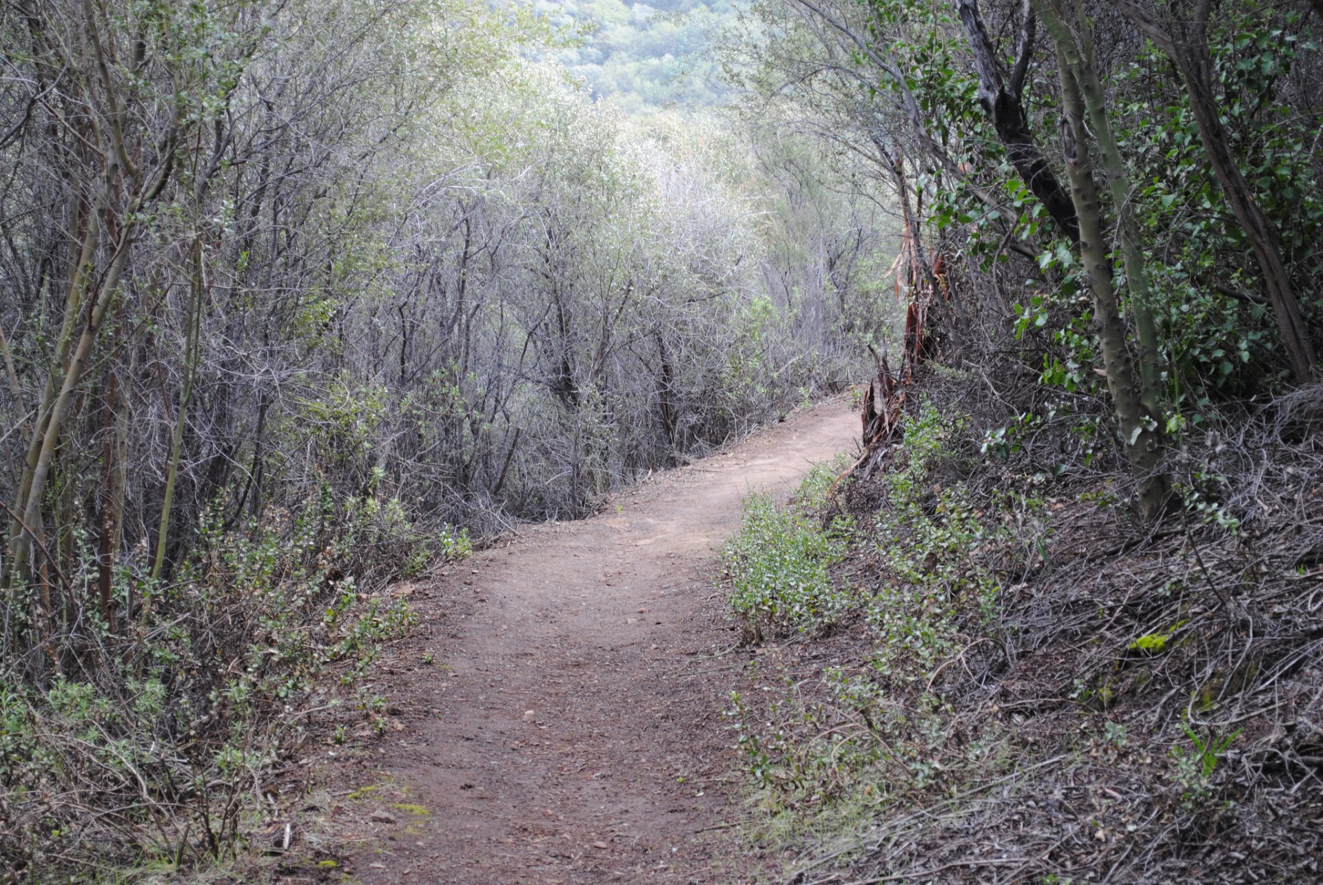 A winding dirt path through dense trees
