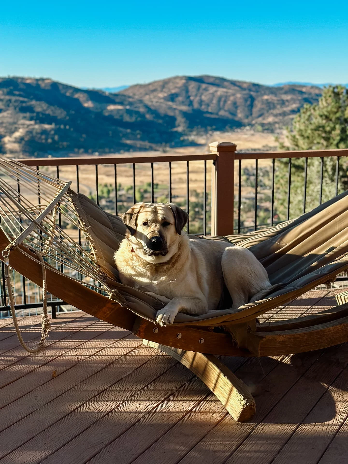 A dog lounging in a hammock on a deck overlooking a mountain valley