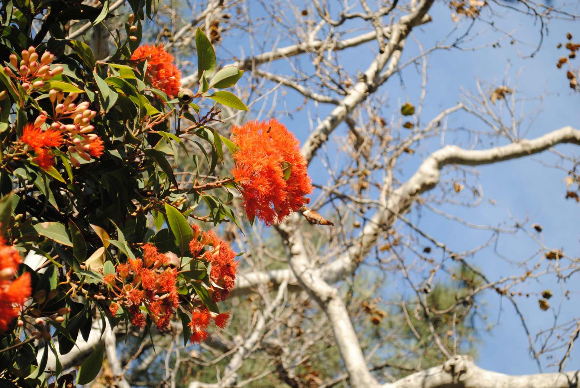 Bright orange blossoms against a clear blue sky